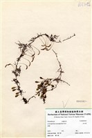 藏品(伏石蕨)的圖片